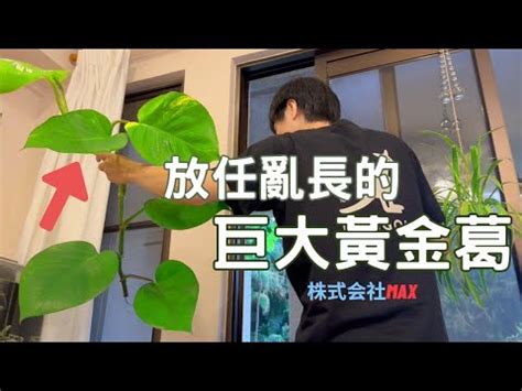 廁所放黃金葛|【專業指南】黃金葛廁所這樣擺，化解煞氣、保佑平安 